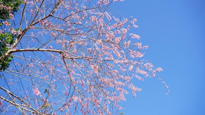 hoa anh đào Măng Đen